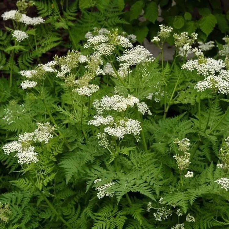 1000 ANISE SEEDS - $16.98