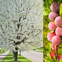 5 American Plum Prunus Americana Red Purple Fruit White Flower Shrub Tree Seeds  - $14.45