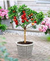 10 Seeds Peach Bonsai Dwarf Tree Eat Juicy Meaty Fruit Gardening - $13.22