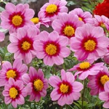 New! 15+ Dahlia Mignon Rose Colored Flower Seeds - £7.60 GBP