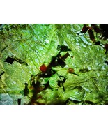 Yellow abstract recycled plastic photo stock,Yellow texture image,Recycl... - $4.10