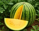 50+ Yellow Doll (Seedless) Watermelon Seeds For Planting - $13.95