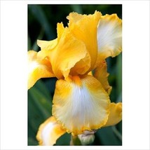 PowerOn 20+ Bi-Color Yellow Bearded Iris / Perennial / Germanic Iris Flower Seed - £5.80 GBP