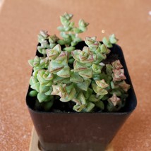 Crassula Tom Thumb Succulent 2&quot;, live plants, 2 inch succulents, tiny plant - £7.11 GBP