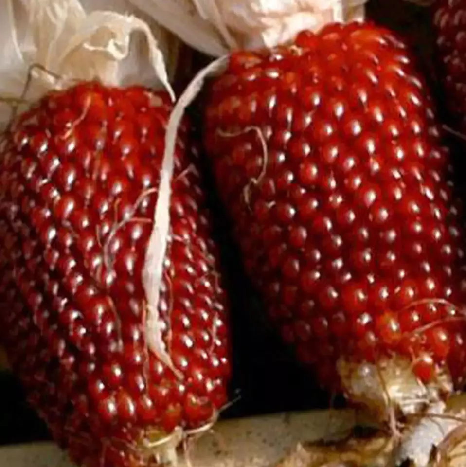 Semilir Strawberry Ruby Corn Popcorn Sweet Heirloom Organic 30 Seeds - £7.03 GBP