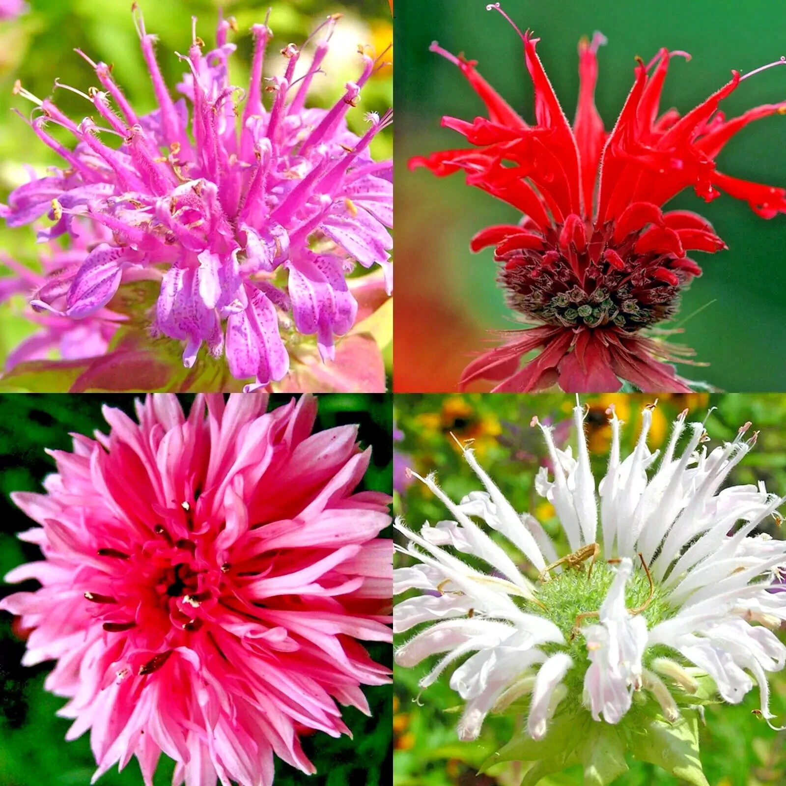 50+ BERGAMOT SEEDS MONARDA AUTUMN MIX PERENNIAL RARE HUMMINGBIRD PLANT B... - $3.89