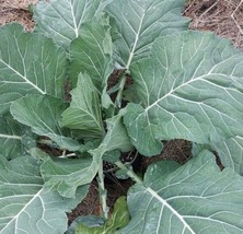 Vates Collard Seeds | Heirloom | Organic | Vegetable | Heat/ Cold Tolerant FRESH - £9.36 GBP
