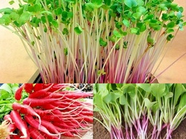 301+RED Arrow RADISH Mild Sweet Container Vegetable Garden Seeds Easy - £10.39 GBP