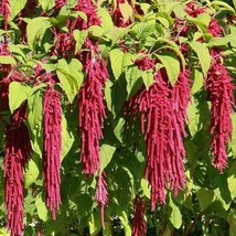 500 Love Lies Bleeding Seeds Amaranthus Caudatus Annual Bloom Red Flowering - £8.12 GBP