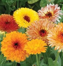 RAFHSTORE 500 Mixed Colors Fancy Mix Pot Marigold Calendula Officinalis Flower S - £8.13 GBP