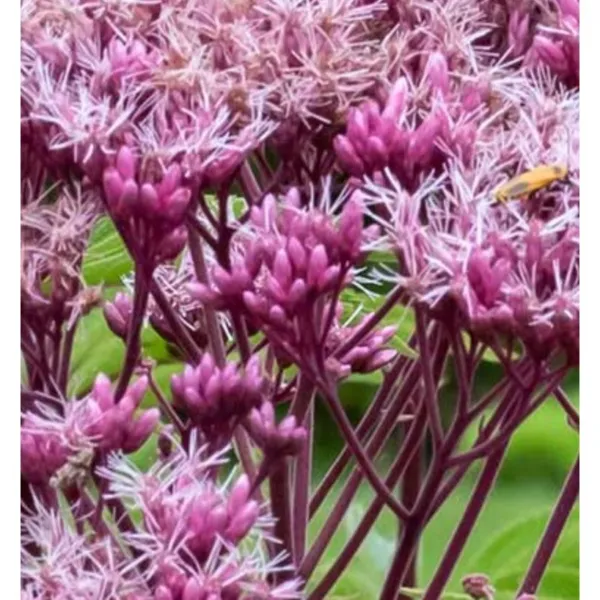 300 Joe Pye Weed Seeds Lilac Florets Butterfly Open Pollinated Seeds 6 Garden - £5.96 GBP