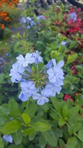 Plumbago Imperial Blue Live Plants 5 to 7 Inches Tall - Garden & Outdoor Living - $33.99