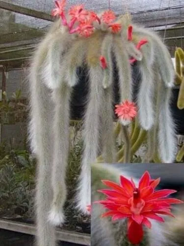 25 Seeds Monkey Tail Cactus Flower Plants Planting Garden - £6.23 GBP