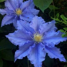 25 Blue Clematis Seeds Bloom Climbing Perennial Flowers Seed Flower Bloom - £6.96 GBP