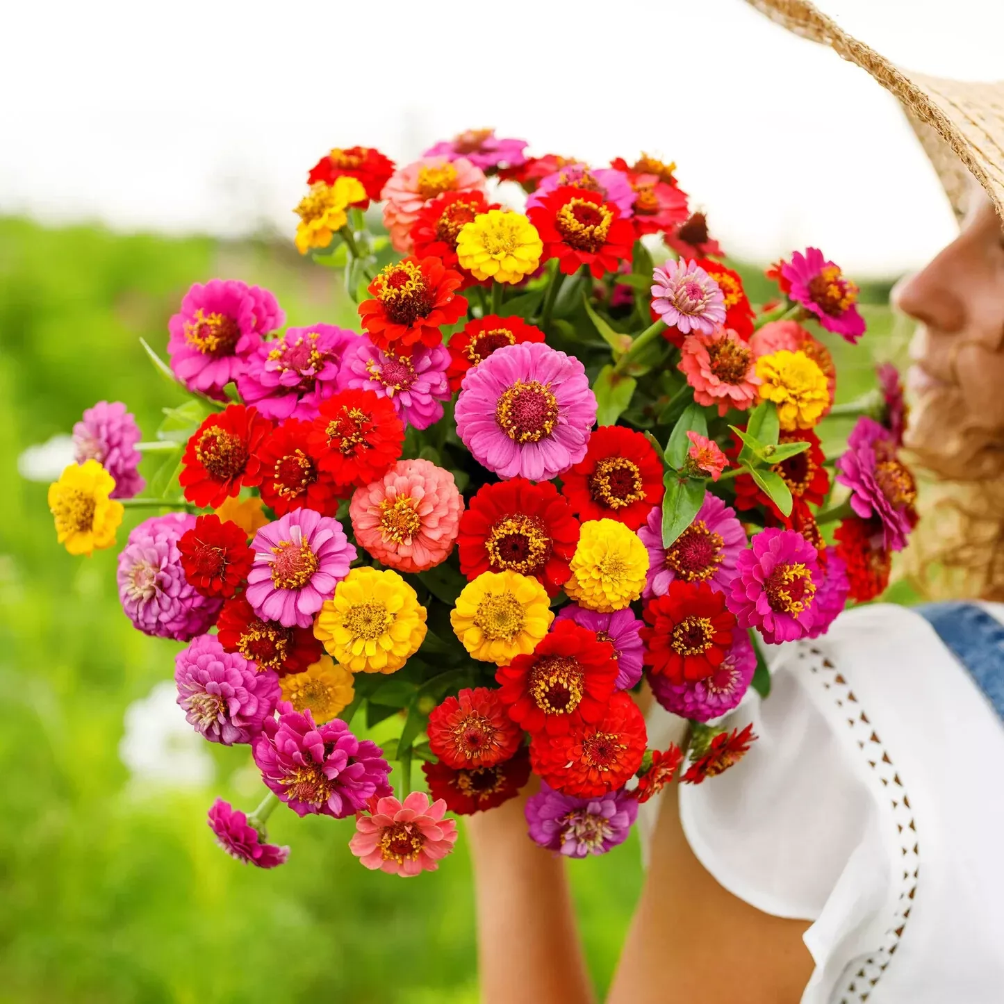 100 LILLIPUT ZINNIA FLOWER MIX Flower SEEDS FOR GARDEN - $7.00