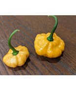 Seed- KSPS Khang Starr Peach Starrkist - Unique Flavorful  Hot Pepper - $9.32