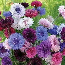 Cornflower / Bachelor Button Tall Mix Cut Flowers Butterflies Nongmo 400 Seeds F - £8.36 GBP