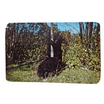 Postcard Black Bears Climbing Tree Greetings From Houghton Lake MI Chrome Posted - $6.92