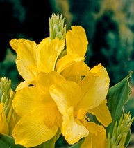 Canna Lily Yellow King Humbert Red Green Leaf 48-52&quot; Tall 1 rhizome Bulb - $9.90