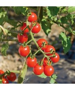 40 Organic - Florida Everglades Tomato Fresh Seeds - €6,90 EUR