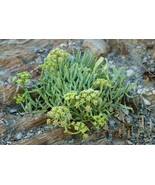 Sea Fennel - Rock Samphire - Crithmum maritimum - 5 seeds (K 014) - £2.38 GBP