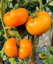 20+ Seeds Tomato Blazing Beauty Dwarf Organic Potato Leaf Indeterminate Non-GMO - £10.22 GBP