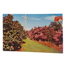 Postcard Pensacola Florida Azaleas And Camellias In Bloom Palafox Parkway Chrome - £6.87 GBP