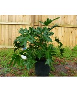 10 Split Leaf Philodendron - Philodendron selloum seeds  - $9.38