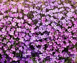 US Seller Groundcover Rock Cress Purple Fragrant Honey Bees Rock Gardens 1000 Se - £6.21 GBP