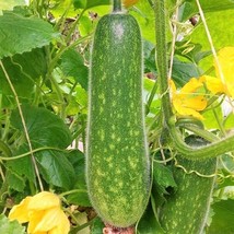 KKG Fuzzy Melon Seeds Gourd Fuzzy Star Hair Hairy Squash Chi Qua Mo Gwa ... - $7.89