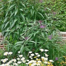300 Common Smooth Ironweed Seeds Wildflower Poor Soils Cold Heat Drought... - $7.25