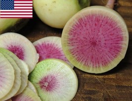 250 Radish Seeds- Watermelon- Seeds Garden Usa Shipping - £8.85 GBP