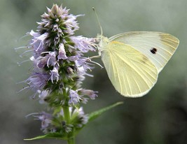 Grow In US 200_Seeds Agastache foeniculum Anise Hyssop Licorice Mint - £14.09 GBP