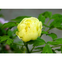 &#39;Qiu Huang&#39; Ball-typed Yellow Peony Flowers Seeds Fresh Yellow Double Fl... - £8.81 GBP