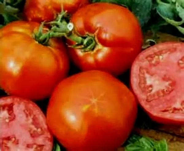 USA Seller FreshHomestaed Tomato Seeds We Sell 300 Kinds Of Tomatoes - $12.98