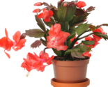 Schlumbergera Flores Christmas Cactus Plant - 100 Seeds - $8.57