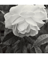 Rose Purely White European Flower - 50 Seeds - $6.01