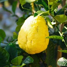 40 Citron Seeds - Citrus medica - Fragrant Evergreen Fruit Tree Etrog Le... - £11.67 GBP