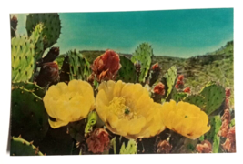 Prickly Pear Cactus Flowers Carlsbad Botanical State Park NM UNP Postcard c1960s - £7.16 GBP