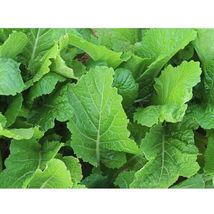 2000 Seeds Florida Broadleaf Mustard NON-GMO Heirloom - £9.70 GBP