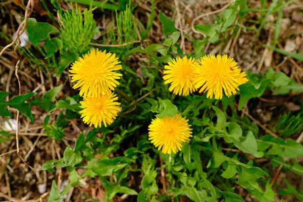 100 SEEDS - Dandelion - Edible Greens  - €1,42 EUR