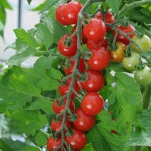 USA Seller Sweet Chelsea Tomato Seeds Fast Shipping - £9.75 GBP