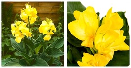 2 HARVEST YELLOW Giant Canna Lily Flower Bulb Tuber Rhizomes - BRIGHT BL... - £35.88 GBP