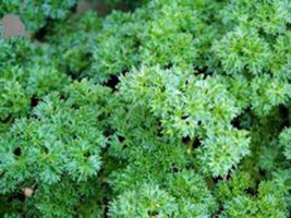 Parsley Seed, Triple Curled, Heirloom, Organic, Non Gmo, 100 Seeds,Parsley Seeds - $5.93