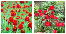 600 Seeds Radiant Gomphrena Globosa Varieties (Approx. 50cm) - red Garden Seeds  - £21.86 GBP
