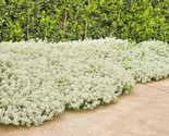 1500 Seeds Tall Sweet Alyssum Flower Seeds Drought Heat Groundcover Cont... - $8.99