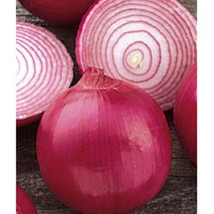 310 Seeds Onion Red Grano Early Sweet Variety New Fast Shipping - $4.06