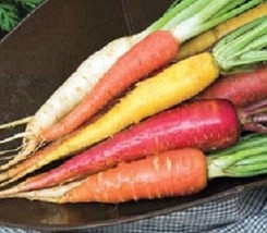 New Fresh Seeds 1000 Carrots Seeds Rainbow Blend Garden Seeds Rainbow Carrots US - $24.00