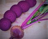 Ruby Queen Beet Seeds 100 Seeds Non-Gmo Fast Shipping - $7.99