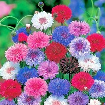 US Seller 501 Cornflower Bachelor Button Mixed Seeds Cut Dried Flowers - £7.09 GBP